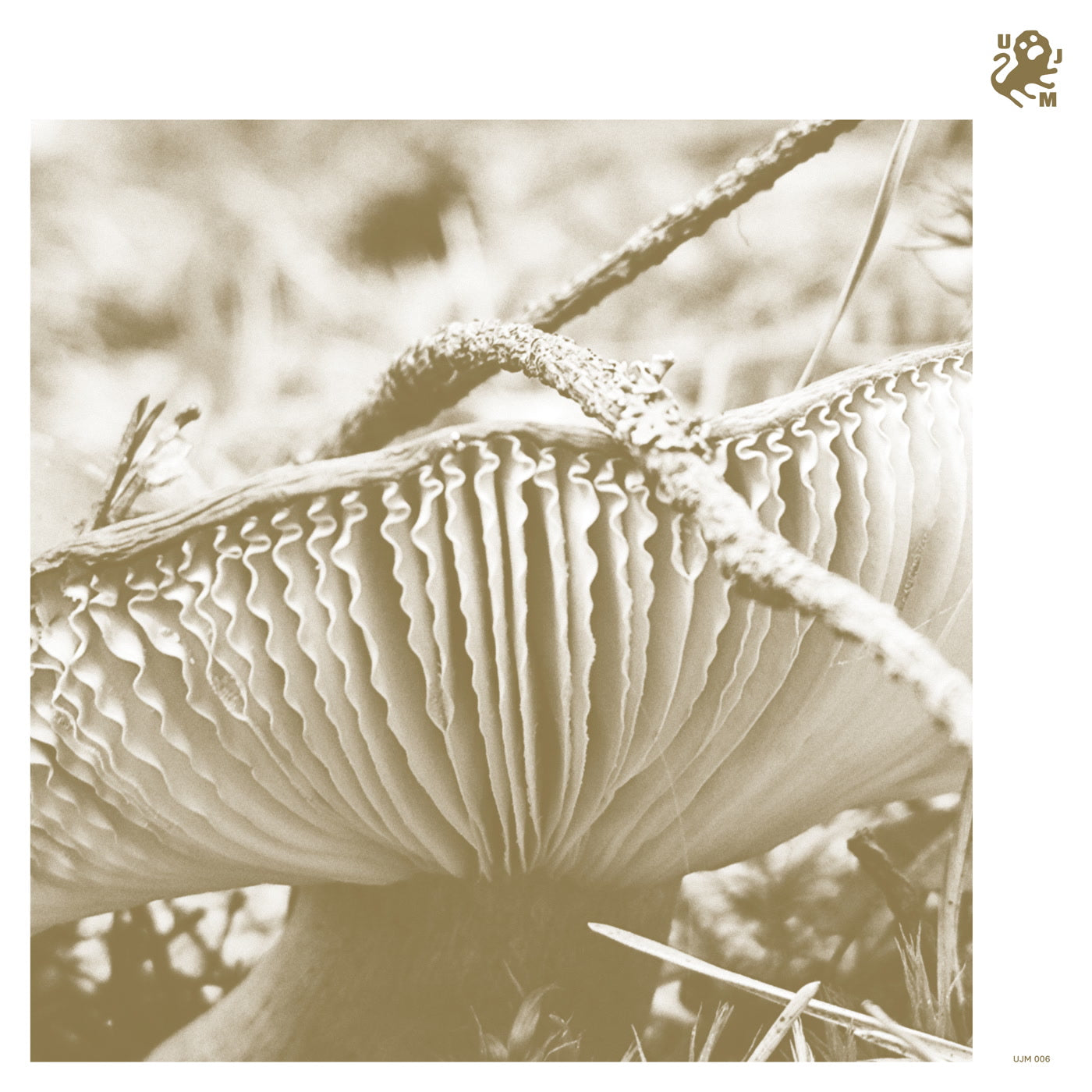Late Night Poems - Rise & Bloom (LP)