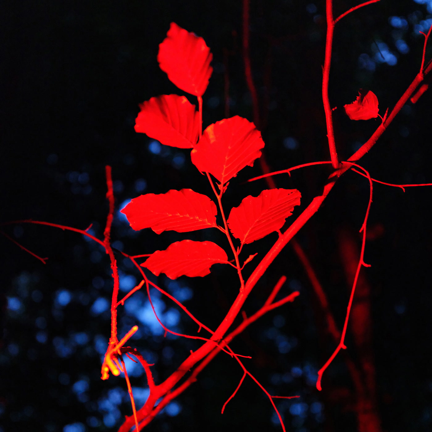 Ludwig Berger - Ecotonalities: No Other Home Than the In-Between (LP)