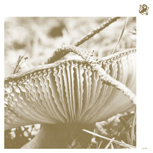 Late Night Poems - Rise & Bloom (LP)